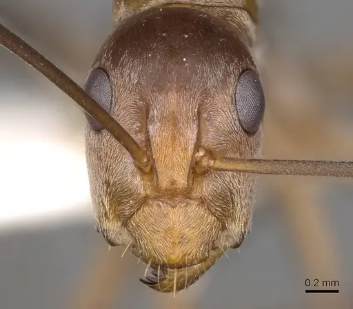 Camponotus valdeziae - CASENT0906895