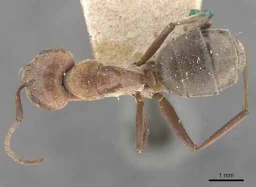 Camponotus valdeziae - CASENT0910331