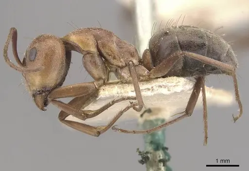 Camponotus valdeziae - CASENT0910331