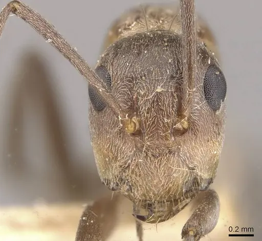 Camponotus valdeziae - CASENT0910332