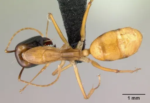 Camponotus vano specimen