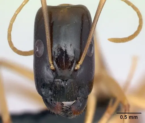 Camponotus vano specimen