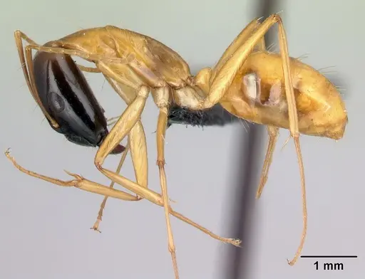Camponotus vano specimen