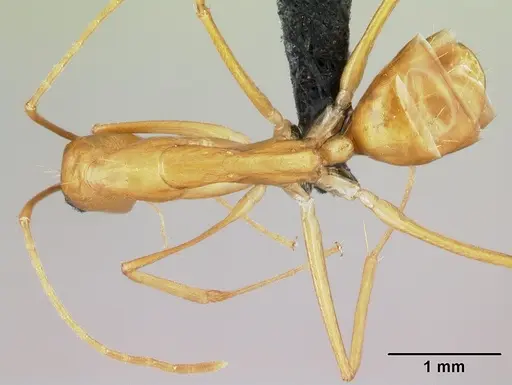 Camponotus vano - CASENT0217316