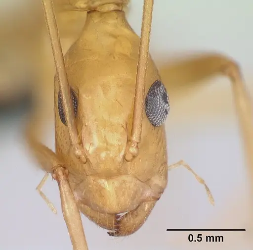 Camponotus vano - CASENT0217316
