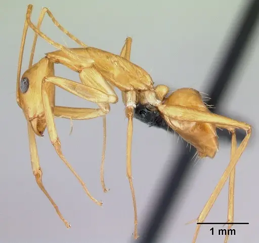Camponotus vano - CASENT0217316