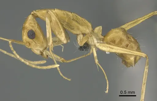Camponotus vano - CASENT0300018
