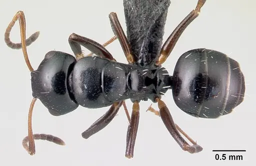 Camponotus varatra specimen