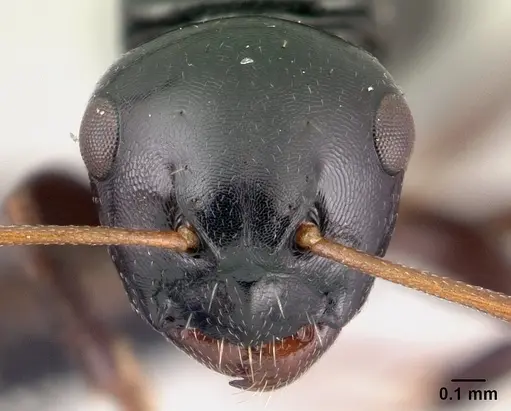 Camponotus varatra specimen