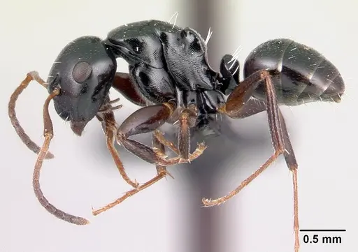 Camponotus varatra specimen