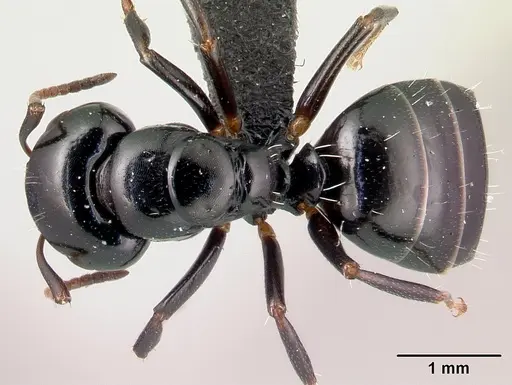 Camponotus varatra - CASENT0178920