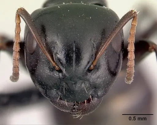 Camponotus varatra - CASENT0178920
