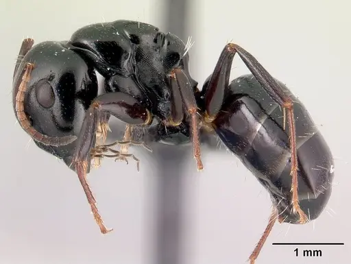 Camponotus varatra - CASENT0178920