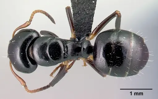 Camponotus varatra - CASENT0217289