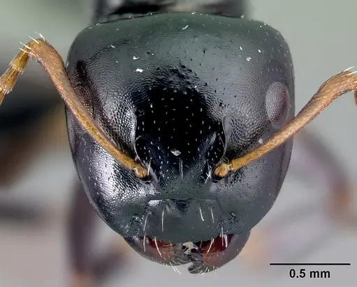 Camponotus varatra - CASENT0217289