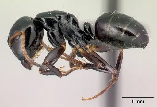 Camponotus varatra - CASENT0217289