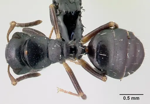 Camponotus varatra - CASENT0409723