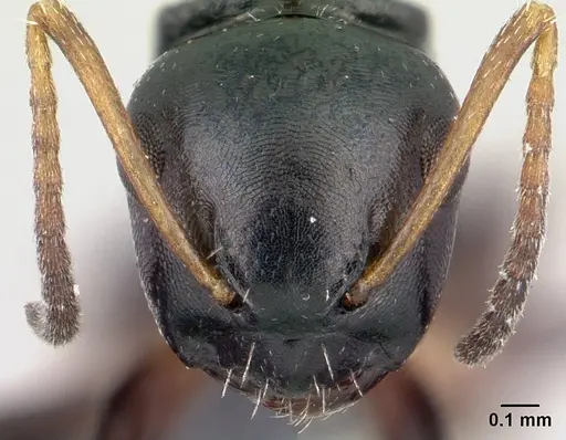 Camponotus varatra - CASENT0409723
