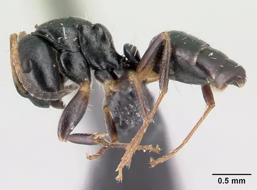 Camponotus varatra - CASENT0409723