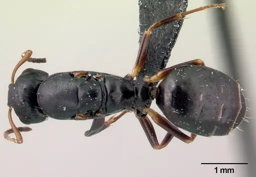 Camponotus varatra - CASENT0409926