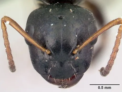 Camponotus varatra - CASENT0409926