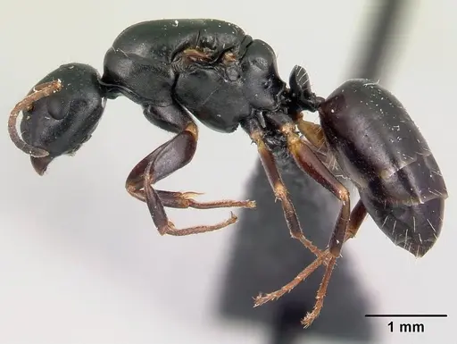 Camponotus varatra - CASENT0409926