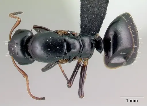 Camponotus varatra - CASENT0492886