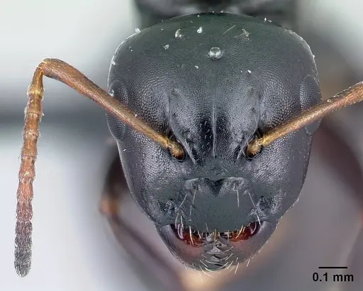 Camponotus varatra - CASENT0492886