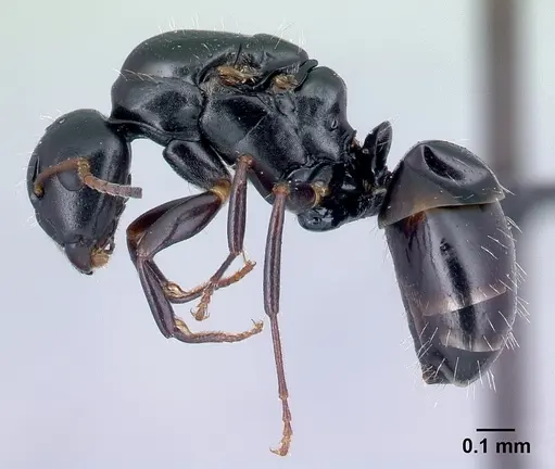 Camponotus varatra - CASENT0492886
