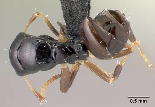 Camponotus varatra - CASENT0492888