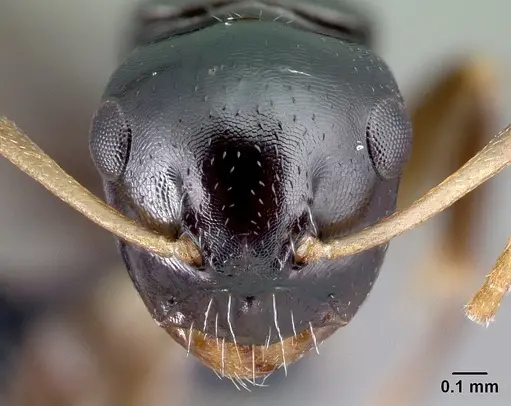 Camponotus varatra - CASENT0492888
