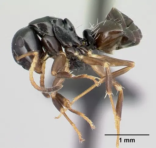 Camponotus varatra - CASENT0492888