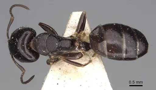 Camponotus varians specimen