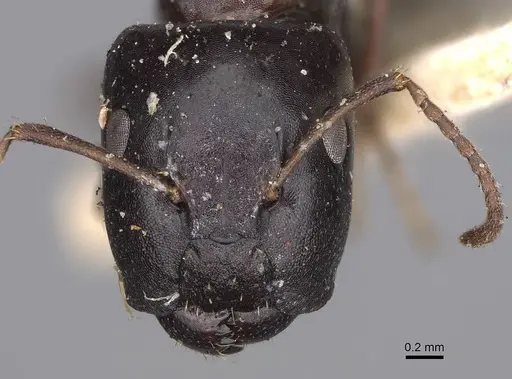 Camponotus varians specimen
