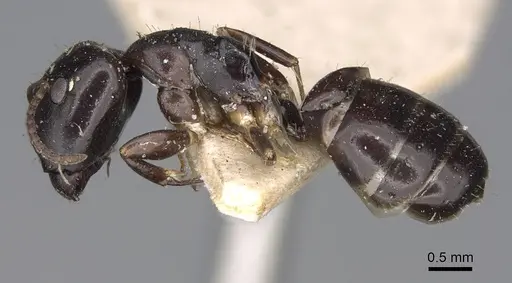 Camponotus varians specimen