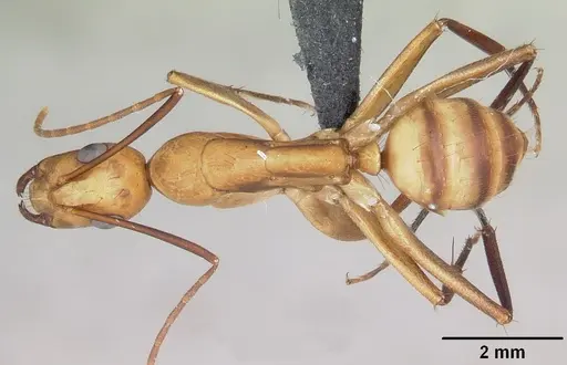 Camponotus variegatus specimen