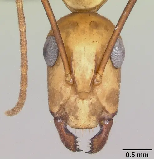 Camponotus variegatus specimen