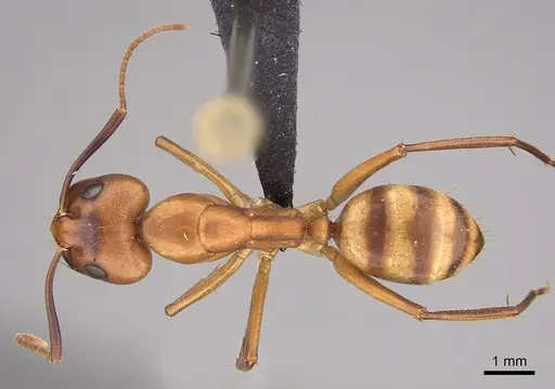 Camponotus variegatus - CASENT0191093