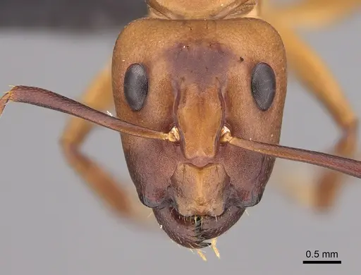 Camponotus variegatus - CASENT0191093