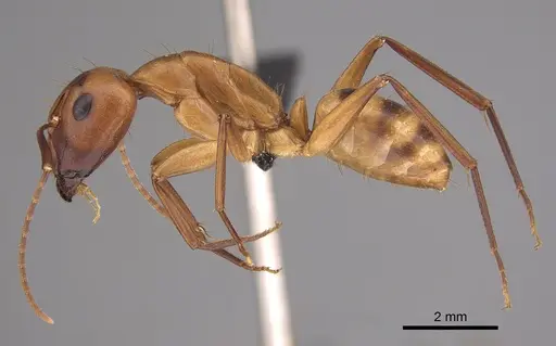 Camponotus variegatus - CASENT0191093