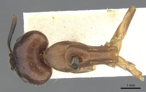 Camponotus variegatus - CASENT0903586