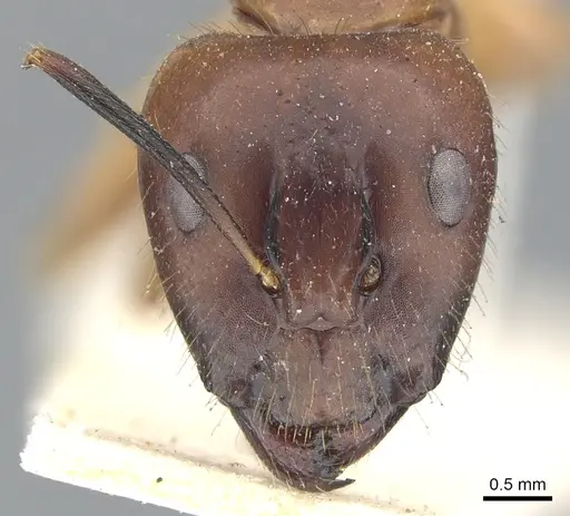 Camponotus variegatus - CASENT0903586