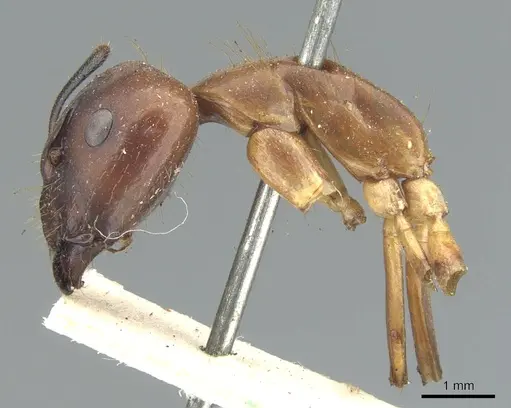 Camponotus variegatus - CASENT0903586
