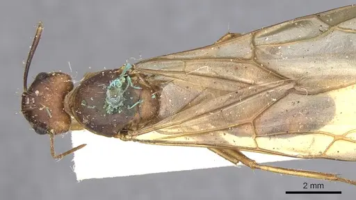 Camponotus variegatus - CASENT0903587