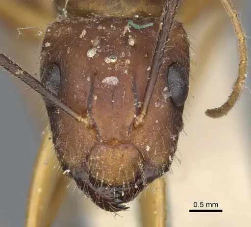 Camponotus variegatus - CASENT0903587