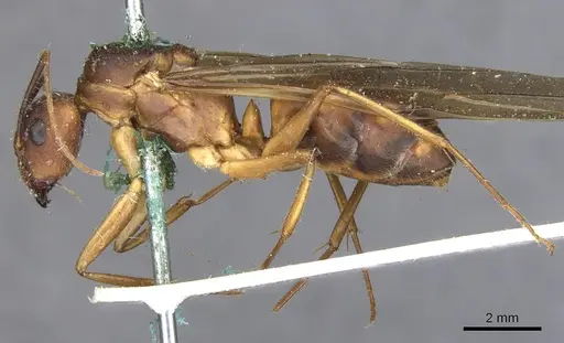 Camponotus variegatus - CASENT0903587