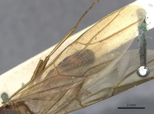 Camponotus variegatus - CASENT0903587