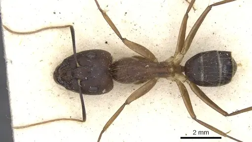 Camponotus variegatus - CASENT0903588