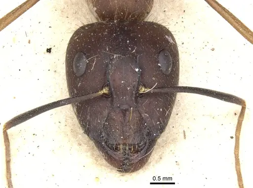 Camponotus variegatus - CASENT0903588