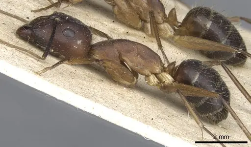 Camponotus variegatus - CASENT0903588